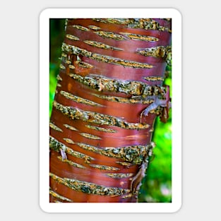 Tibetan Cherry Tree Sticker